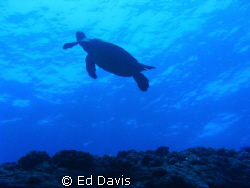 Taken west side of Oahu Hawaii. From boat dive of the Mahi. by Ed Davis 